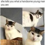 Funny Cat Memes