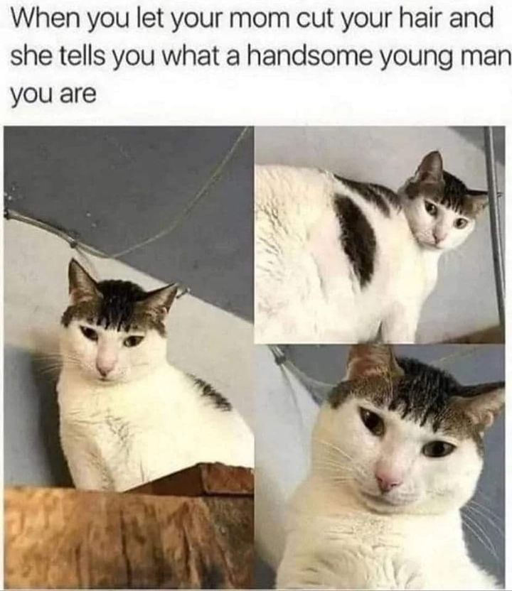 Funny Cat Memes