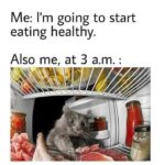 Funny Cat Memes