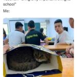 Funny Cat Memes