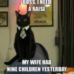 Funny Cat Memes