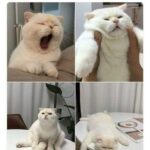 Funny Cat Memes