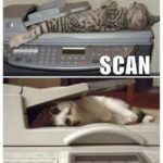 Funny Cat Memes