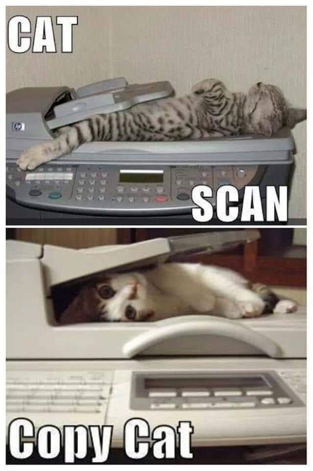 Funny Cat Memes