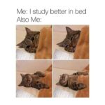 Funny Cat Memes