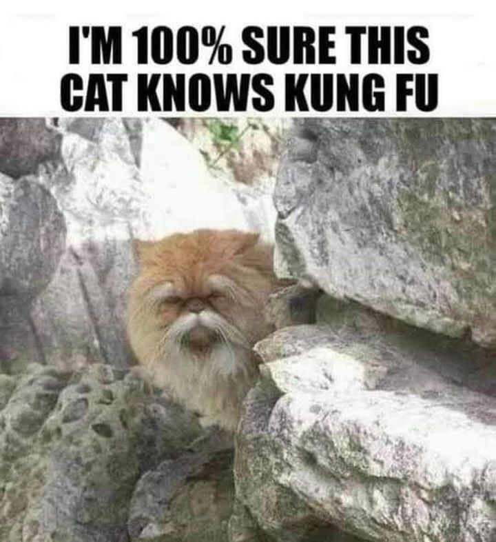 Funny Cat Memes