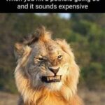 Funny Cat Memes