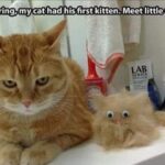 Funny Cat Memes