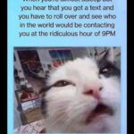 Funny Cat Memes