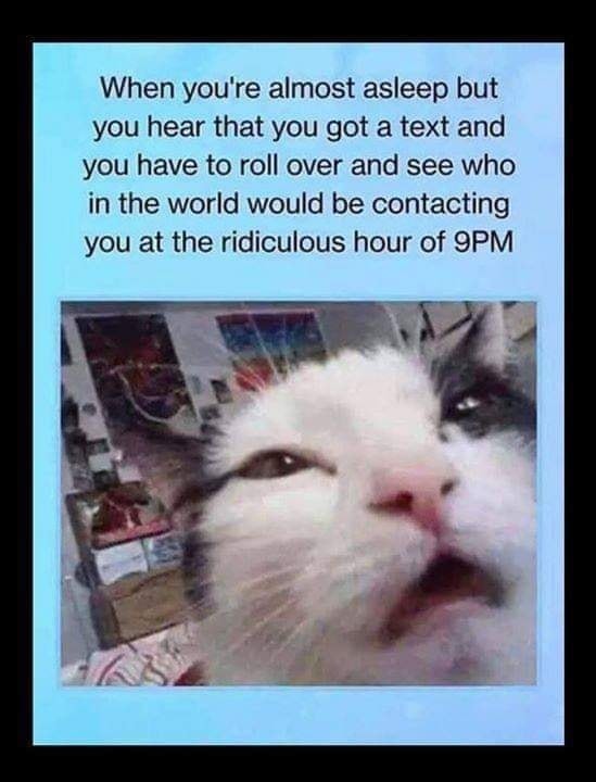 Funny Cat Memes