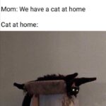 Funny Cat Memes