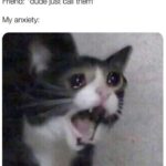 Funny Cat Memes