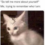 Funny Cat Memes