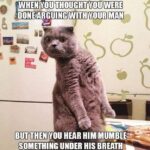 Funny Cat Memes