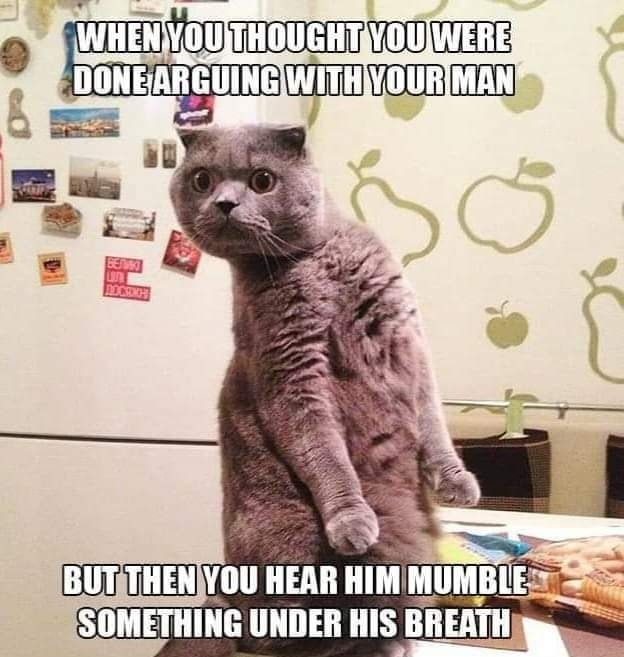 Funny Cat Memes