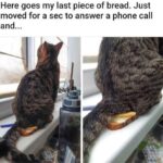 Funny Cat Memes