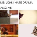 Funny Cat Memes