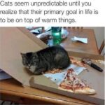 Funny Cat Memes