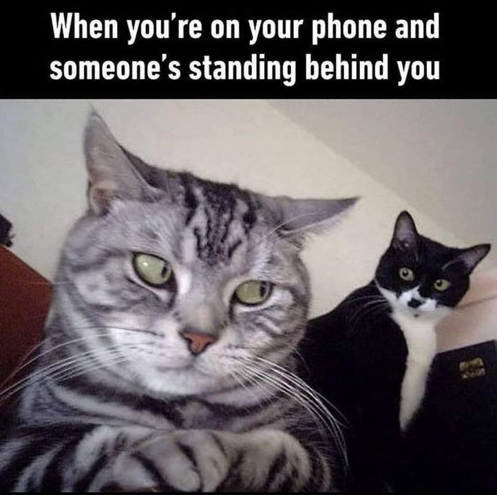 Funny Cat Memes