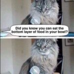 Funny Cat Memes