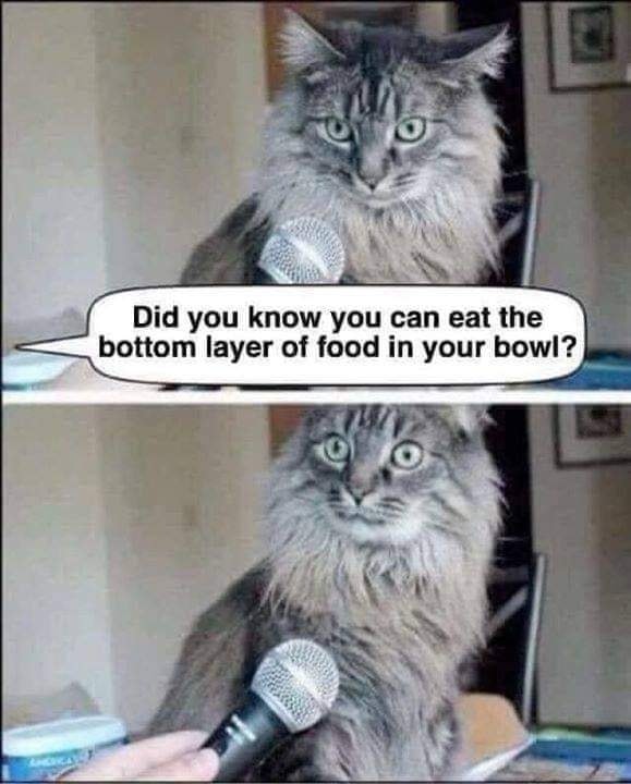 Funny Cat Memes