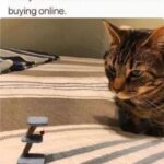 Funny Cat Memes