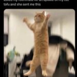 Funny Cat Memes