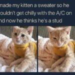 Funny Cat Memes