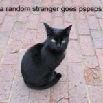 Funny Cat Memes