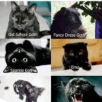 Funny Cat Memes