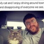 Funny Cat Memes