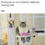 Funny Cat Memes