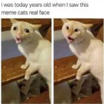 Funny Cat Memes