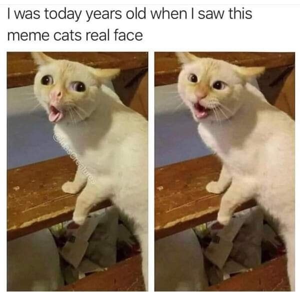 Funny Cat Memes