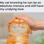 Funny Cat Memes