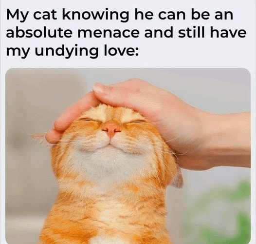 Funny Cat Memes