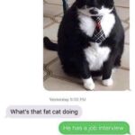 Funny Cat Memes