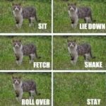 Funny Cat Memes