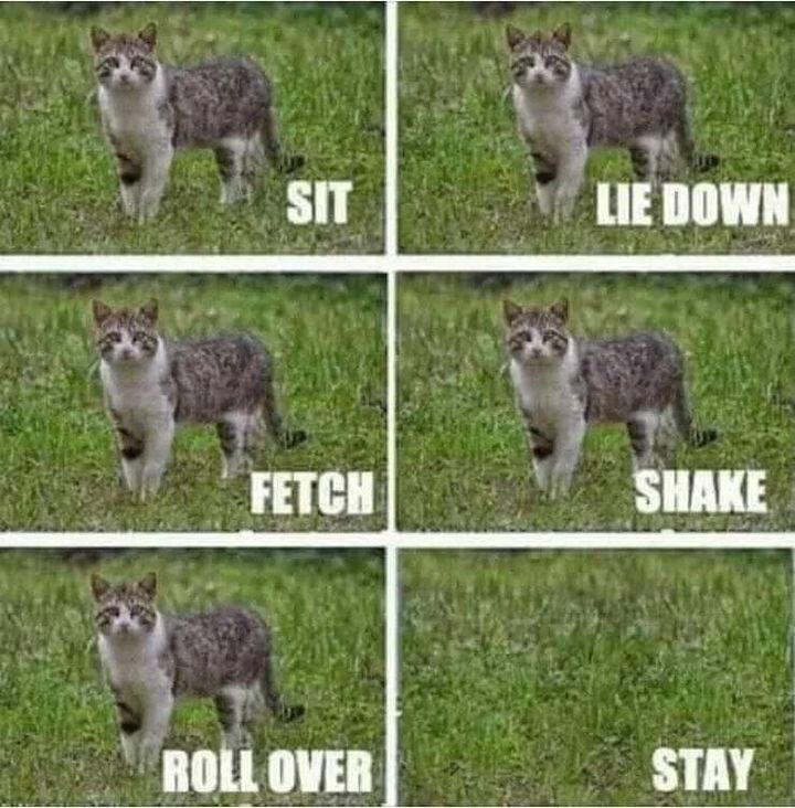 Funny Cat Memes