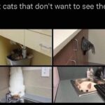 Funny Cat Memes