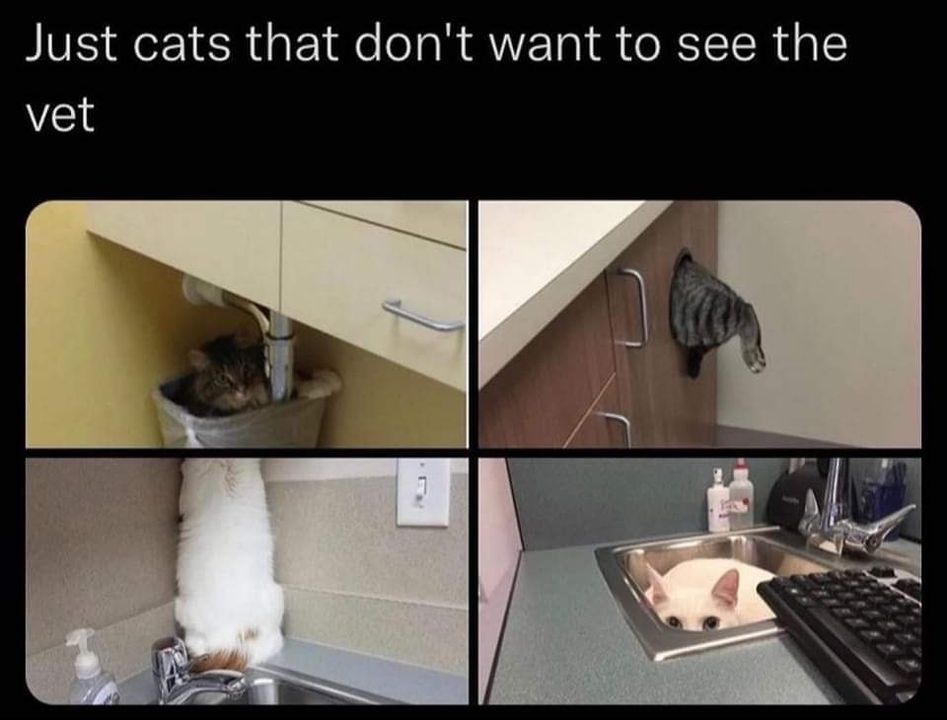 Funny Cat Memes