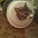 Funny Cat Memes