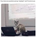 Funny Cat Memes