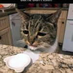 Funny Cat Memes