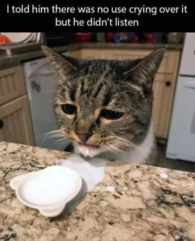 Funny Cat Memes