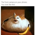 Funny Cat Memes