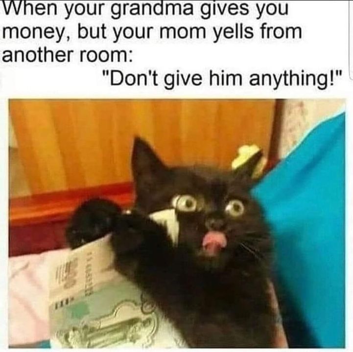 Funny Cat Memes