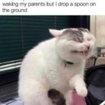 Funny Cat Memes