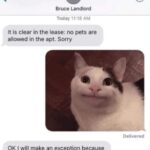 Funny Cat Memes