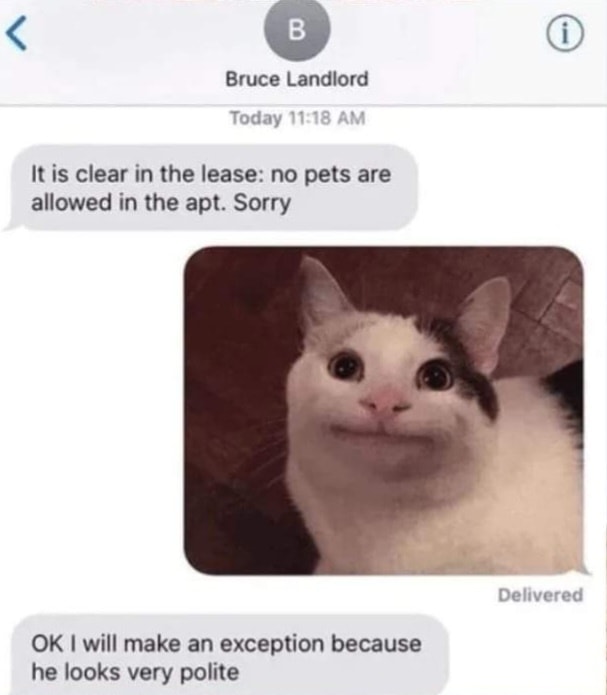 Funny Cat Memes